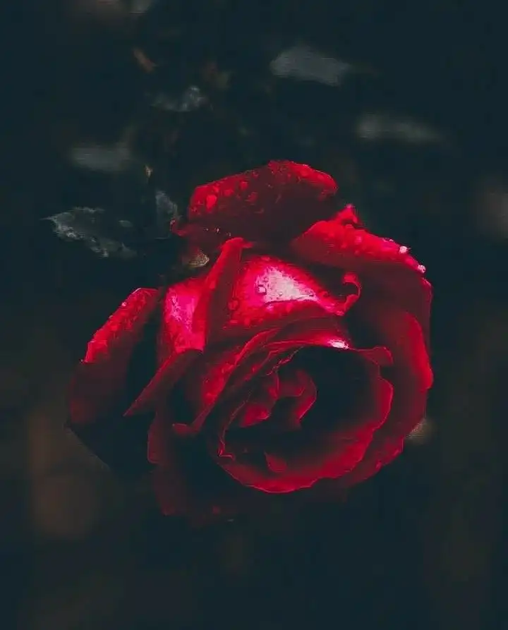 flower whatsapp dp images flower whatsapp dp images